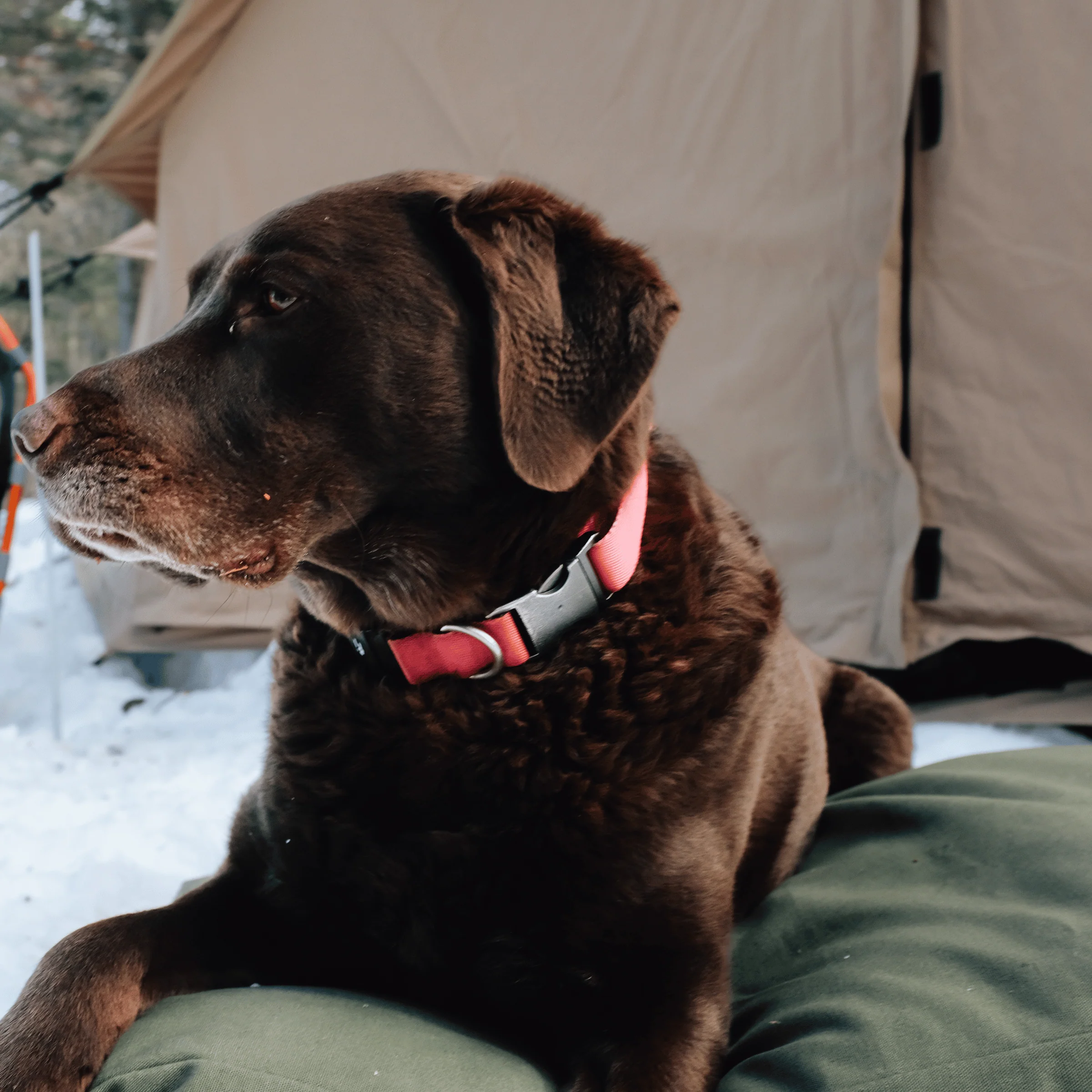 Dog Bed - Image 50
