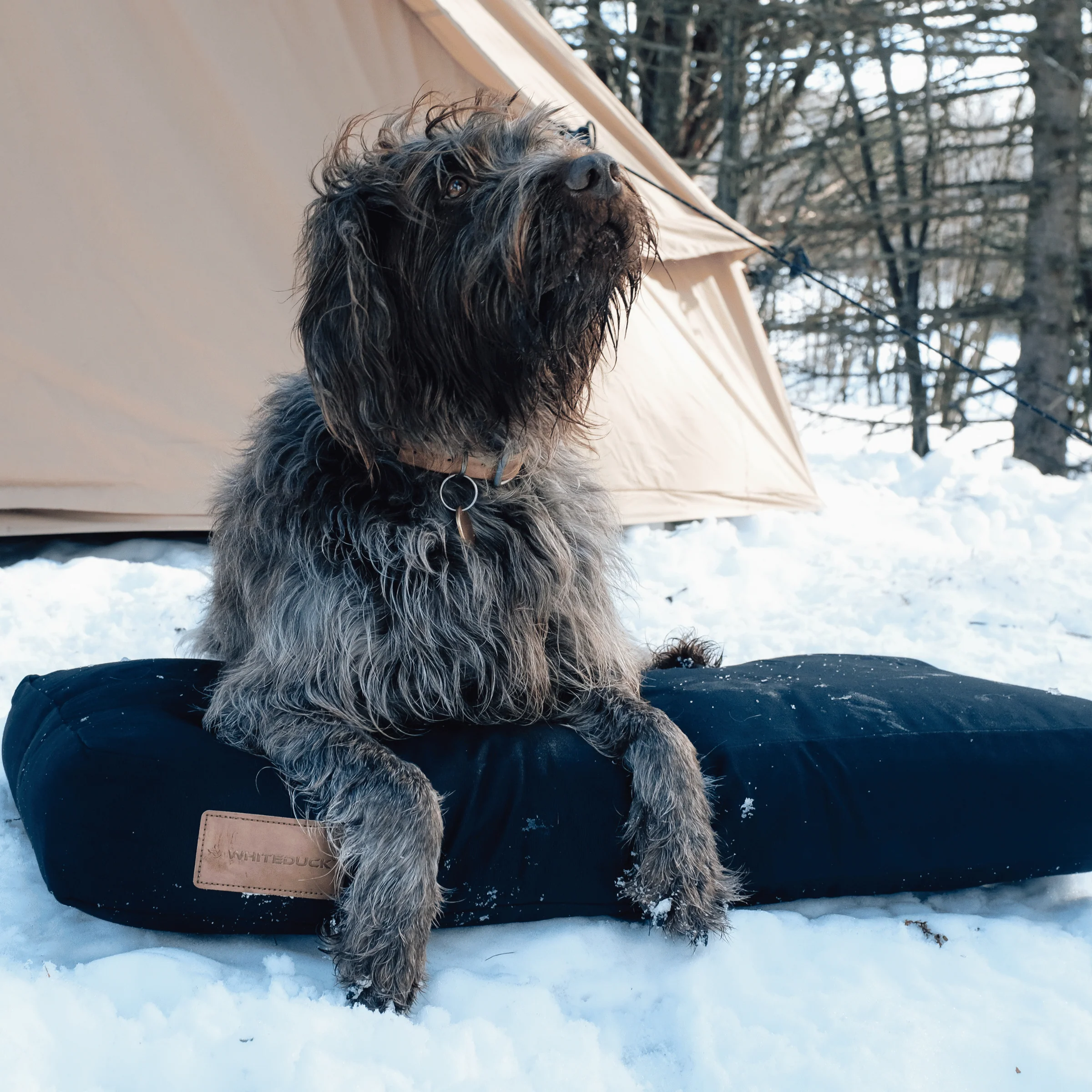 Dog Bed - Image 55