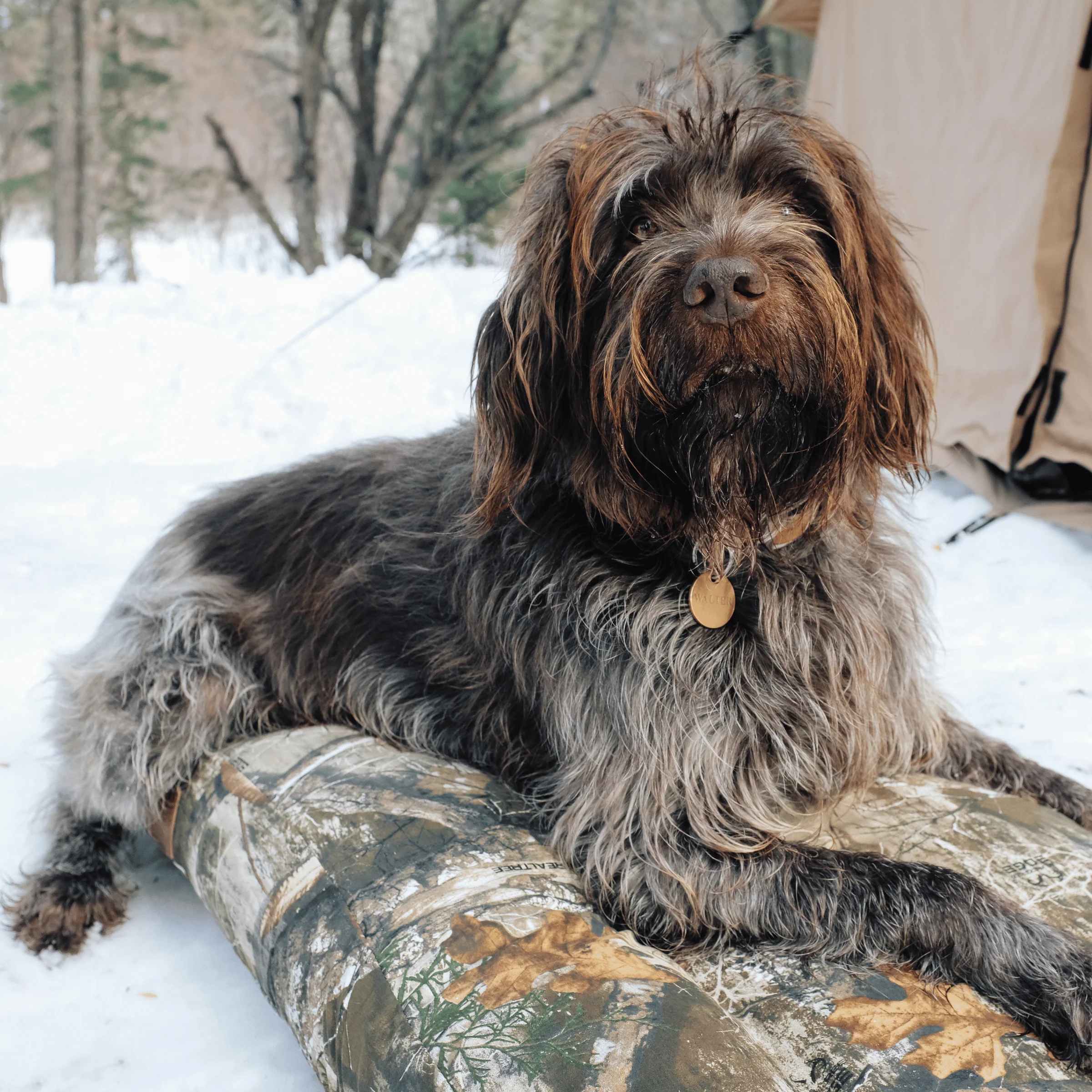 Dog Bed - Image 9