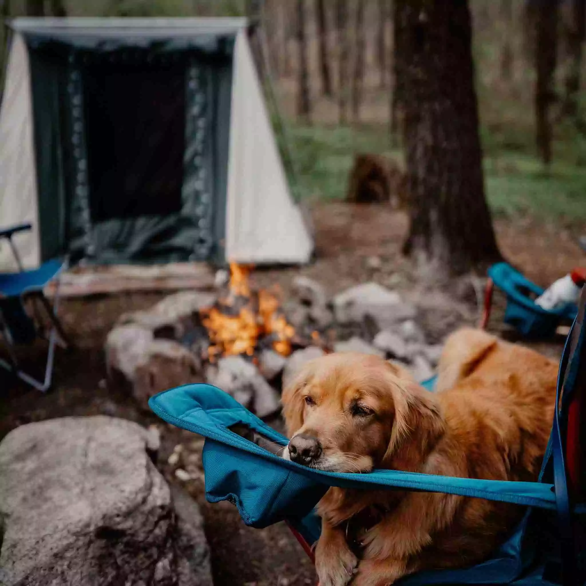 7'x9' Prota Canvas Cabin Tent, Deluxe - Image 3